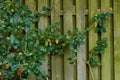 Green creeping plant growing on a wooden fence outside for a botanical copy space background. Variegated vines with wild Royalty Free Stock Photo