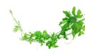 Green creeping plant on white background