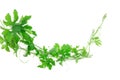 Green creeping plant on white background