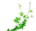 Green creeping plant on white background