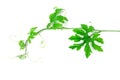 Green creeping plant on white background