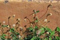 Green creeping plant Royalty Free Stock Photo