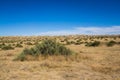 Green Creosote Bush in Dry Desert