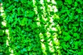 Green cress growing close together bands of sunlight Royalty Free Stock Photo