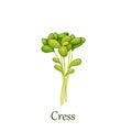 Green cress salad leaves