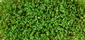 Green cress salad watercress microgreens Royalty Free Stock Photo