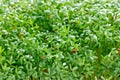 Green cress salad watercress microgreens leaves Royalty Free Stock Photo