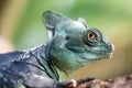 Green Crested Basilisk (Basiliscus plumifrons)