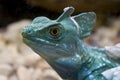 Green Crested Basilisk Resting