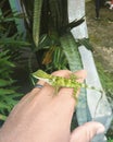 The green-crested chameleon is a type of chameleon from the Agamidae tribe which is found in Southeast Asia.