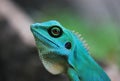 Green Crested Lizard Royalty Free Stock Photo