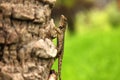 Green crested lizard, black face lizard, tree lizard,Boulenger Long headed Lizard, Pseudocalotes microlepis, masked spiny lizard