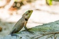 Oriental Garden Lizard, eastern garden lizard or changeable lizard on the rock against green background in natural garden Royalty Free Stock Photo