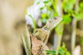 Oriental Garden Lizard, eastern garden lizard or changeable lizard on the rock against green background in natural garden Royalty Free Stock Photo