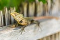 Oriental Garden Lizard, eastern garden lizard or changeable lizard on the rock against green background in natural garden Royalty Free Stock Photo