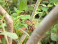 Green crested lizard, black face lizard, tree lizard