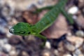 Green crested lizard, Semenggoh Reserve, Sarawak, Borneo, Malays Royalty Free Stock Photo