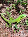 Green crested lizard of borneo Royalty Free Stock Photo