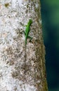 Green Crested Lizard, Bronchocela cristatella Royalty Free Stock Photo