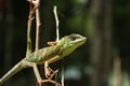 Green crested lizard (Bronchocela cristatella)