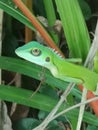 Green Crested Lizard Bronchocela cristatella Royalty Free Stock Photo