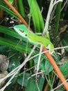 Green Crested Lizard Bronchocela cristatella Royalty Free Stock Photo