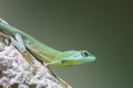 Green crested lizard Royalty Free Stock Photo