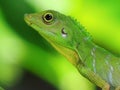 Green Crested Lizard Royalty Free Stock Photo