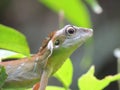 Green Crested Lizard Royalty Free Stock Photo