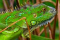 Green crested lizard (Bronchocela cristatella) Royalty Free Stock Photo