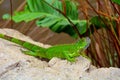 Green crested lizard (Bronchocela cristatella) Royalty Free Stock Photo