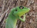 Green Crested Lizard Royalty Free Stock Photo