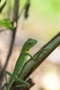 Green crested lizard - Bronchocela cristatella. Wild animal from Mulu National Park in Malaysia, Borneo Royalty Free Stock Photo