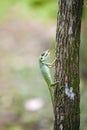 Green Crested Lizard Royalty Free Stock Photo