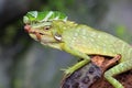 A green crested lizard is ready to eat a green caterpillar.