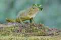 A green crested lizard is ready to eat a green caterpillar.