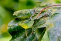 Green crested lizard sitting on the leaf in the Mulu national park