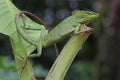 A green crested lizard is sunbathing on a rotten coconut tree before starting his daily activities. Royalty Free Stock Photo