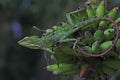 A green crested lizard is sunbathing on a rotten coconut tree before starting his daily activities. Royalty Free Stock Photo