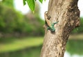 Green crested lizard. Royalty Free Stock Photo