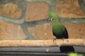 Green crested turaco