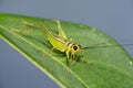 Green Cricket Royalty Free Stock Photo