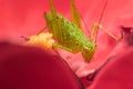 Green Cricket Royalty Free Stock Photo