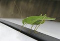 Green cricket Royalty Free Stock Photo