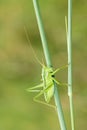 Green cricket