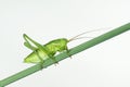 Green cricket