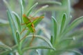 Green Cricket Macro Detail In Nature