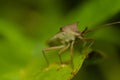 Green cricket spikes, katydid or grasshopper insect macro photo