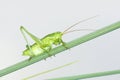 Green cricket