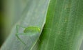 Green cricket on a leaf in Costa Rica Royalty Free Stock Photo